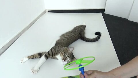 Cat Reaction to Disk Shooter