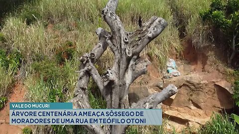 Vale do Mucuri: Árvore Centenária Ameaça Sossego de Moradores de uma Rua em T. Otoni.