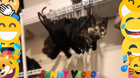 Kitten Stuck in Hanger