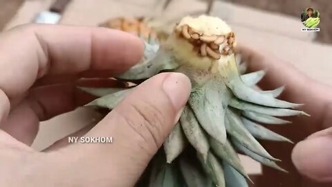 How to Grow Pineapple with Water at Home