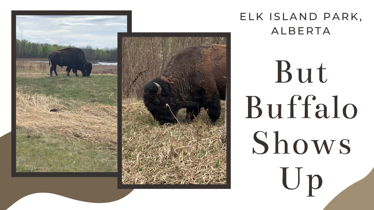 Buffalo Grazing at Elk Island National Park