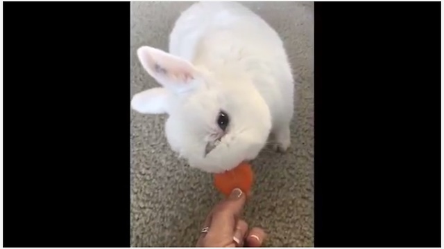Bunny With Rare Medical Condition Gets A Second Chance