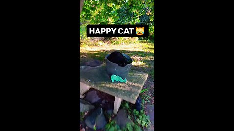 Happy Cat 😹