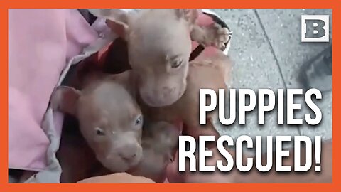 "They're So Hot!": Overheated Puppies Saved by NYPD from Tied Up Bag