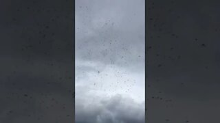 Ailien bugs have taken over