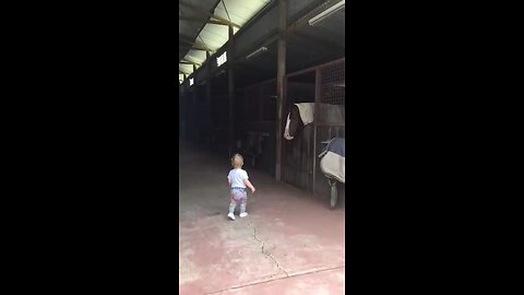 little boy meet his horses friends