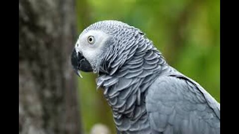 English Talking Parrot