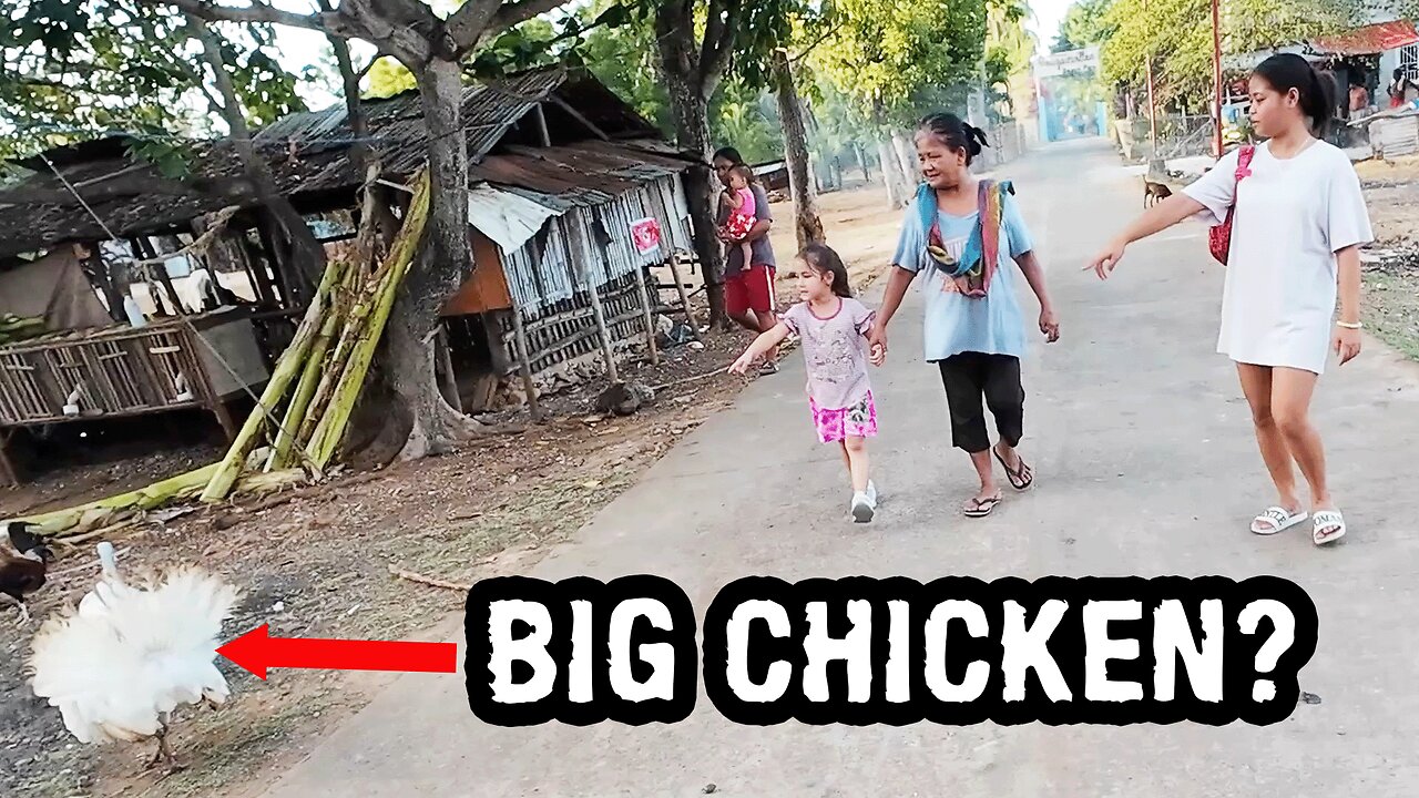 Philippines Lifestyle - We Saw a Pregnant Chicken and a Big Shark On Our Nightly Walk?