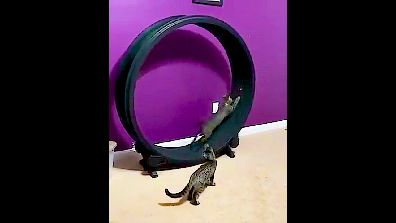 cats and the wheel