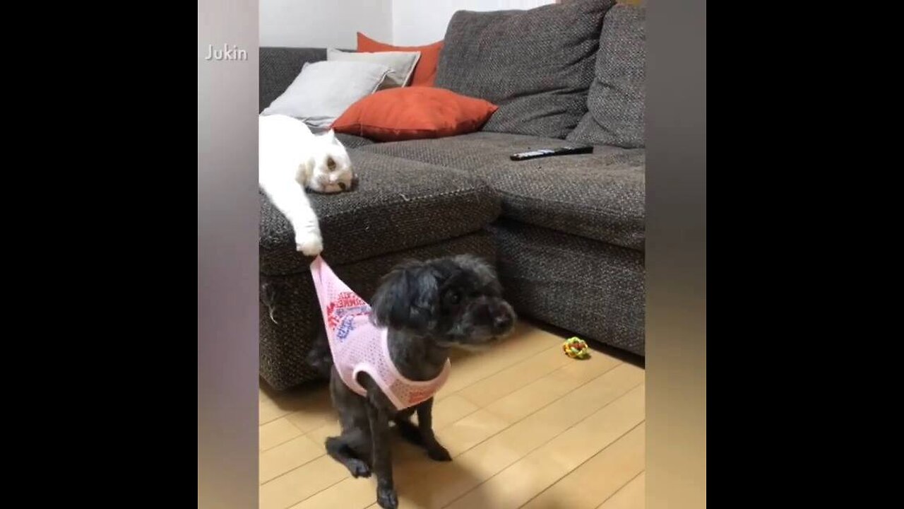 Dags and cats always make us laugh 😂😂😂😂.