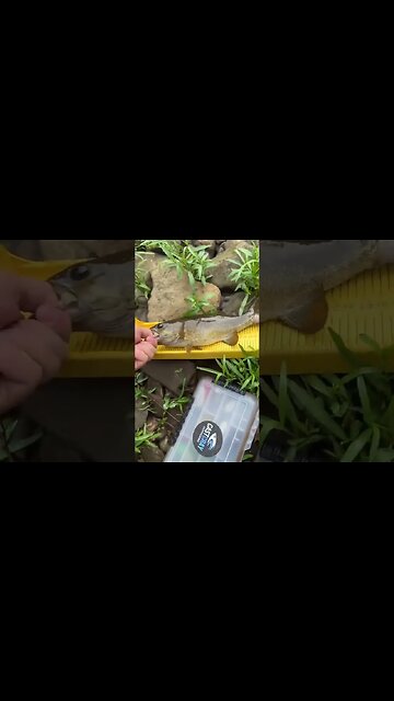 Wading a river for a league fishing tournament!