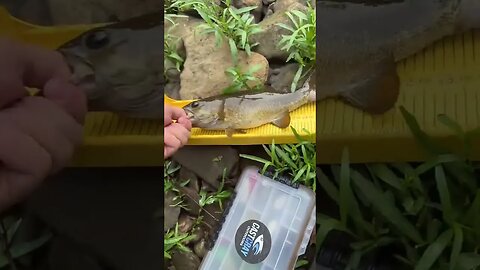 Wading a river for a league fishing tournament!