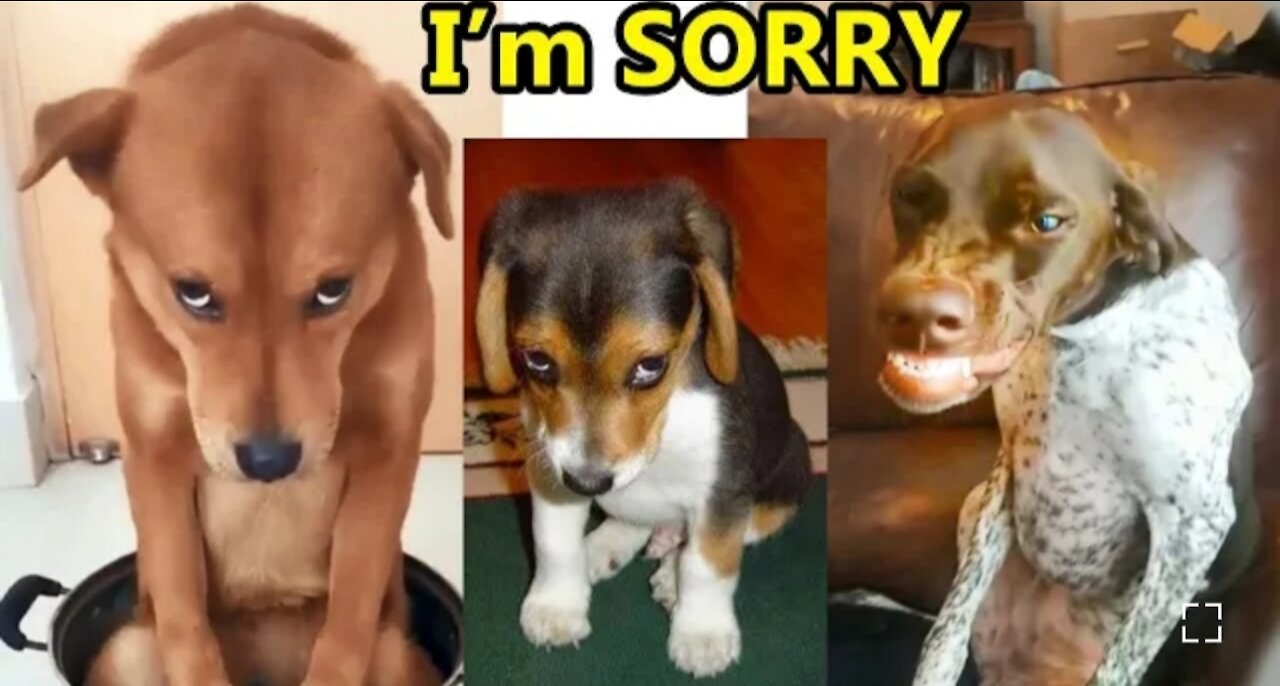Guilty Dogs Face Reaction _ Try not to laugh Guilty Dogs funny video Compilation