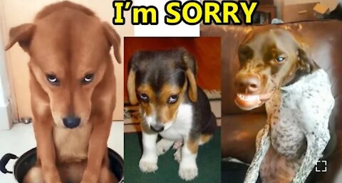 Guilty Dogs Face Reaction _ Try not to laugh Guilty Dogs funny video Compilation
