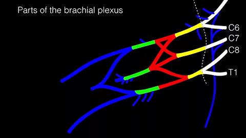 Drawing the Brachial Plexus