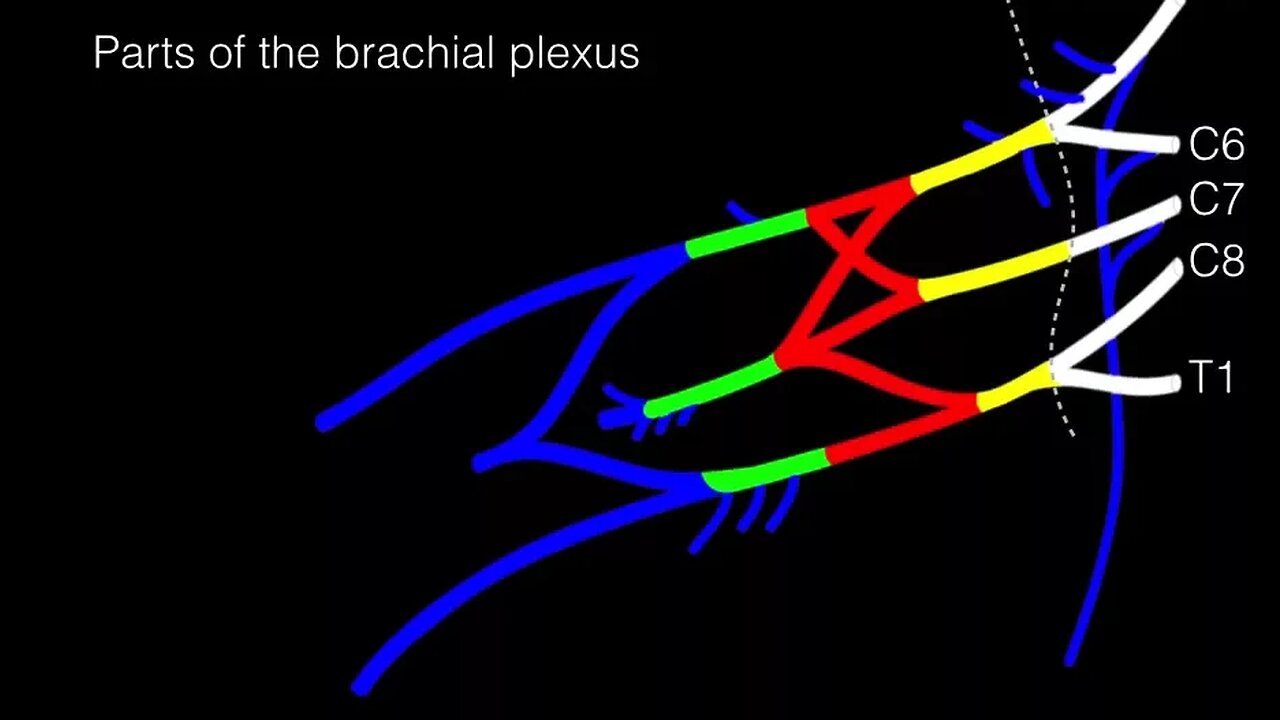Drawing the Brachial Plexus