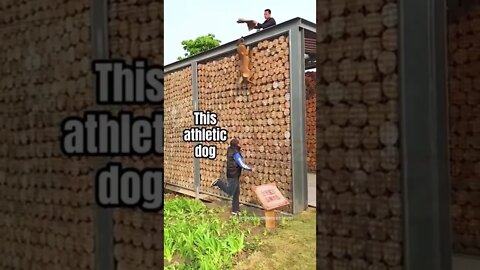 Athletic Dog VS My Dog #shorts #funnydogs #funnydogvideos #funnyanimals