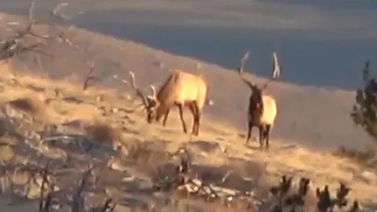 GIANT!! GIANT!! BULL ELK. . .and a friend connected on him this past year!