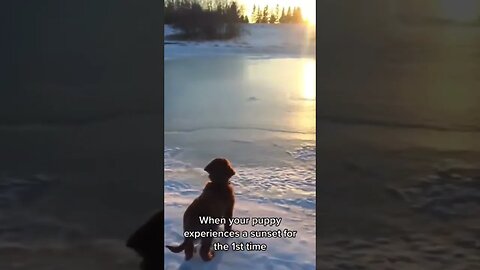 When your puppy experiences a sunset for the 1st time... 🐕‍🦺🐾 #shorts #poodle