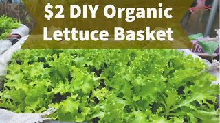 How to Make Super CHEAP Organic Lettuce Basket!