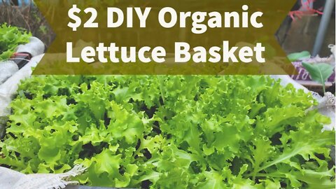 How to Make Super CHEAP Organic Lettuce Basket!