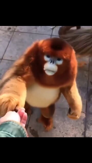 Monkey and friendship with female women