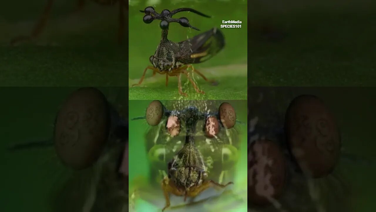 Strangest Looking Insect in the World
