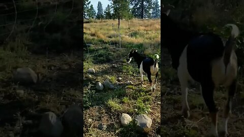 #goats #farmanimals #homestead #homesteadlife #farmlife #farm #cuteanimals #funnygoat