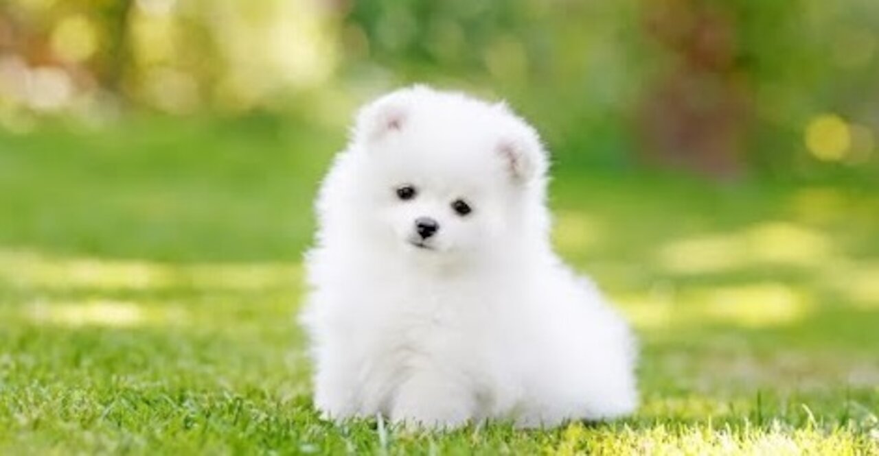 Dogs are the Best Friend of Babies and You're Gonna Love This