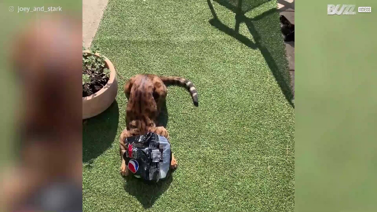 Gato-de-bengala obcecado por embalagens de pepsi