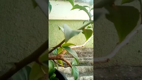 PLANTA BOA PARA SE TER EM CASA #orapronobis #plantas