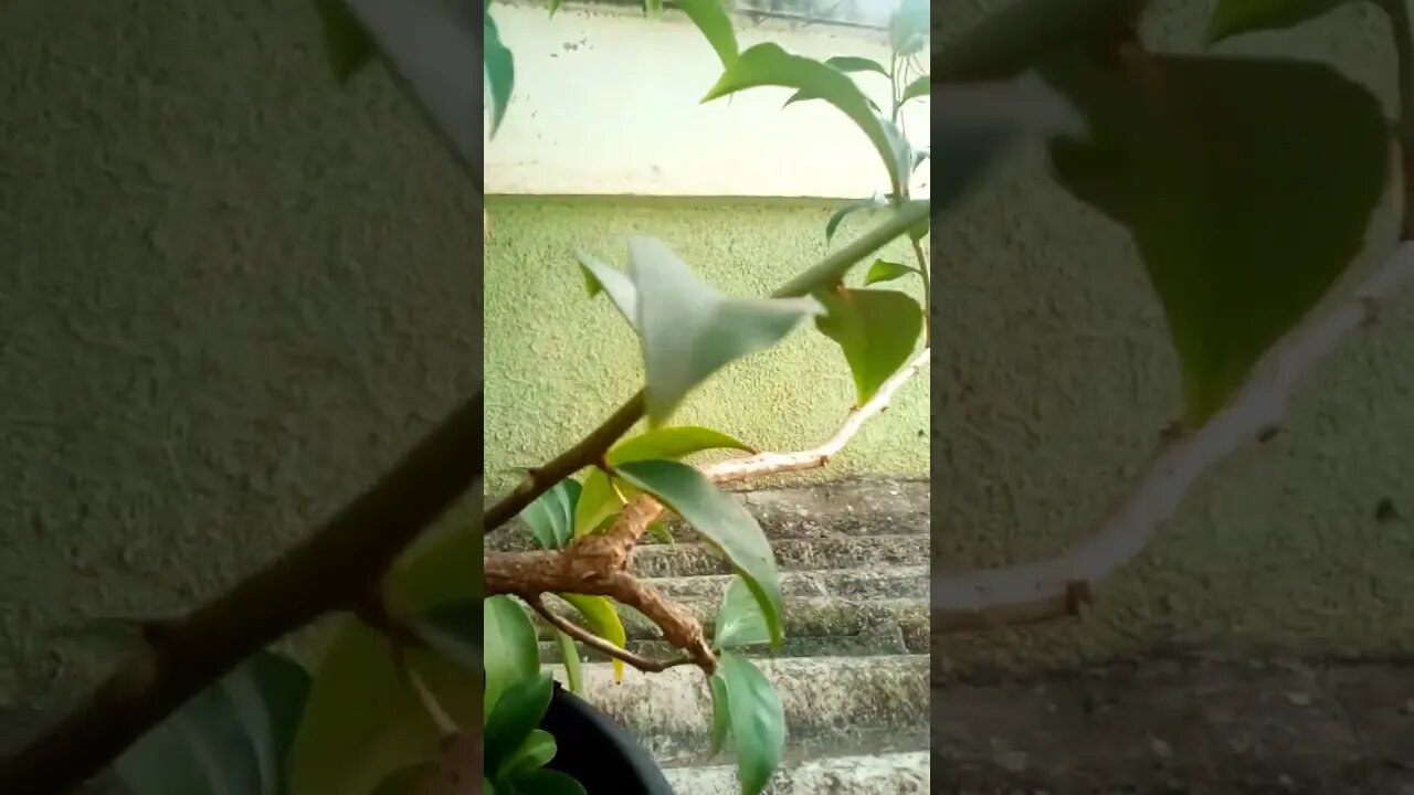 PLANTA BOA PARA SE TER EM CASA #orapronobis #plantas