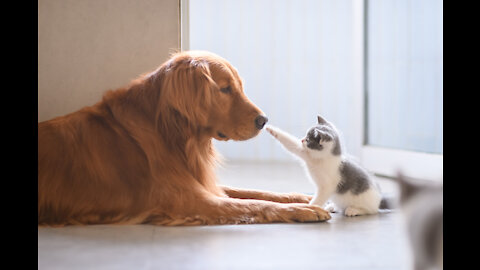 Dogs & Cats Meet Each Other For The First Time **Cute + Funny**