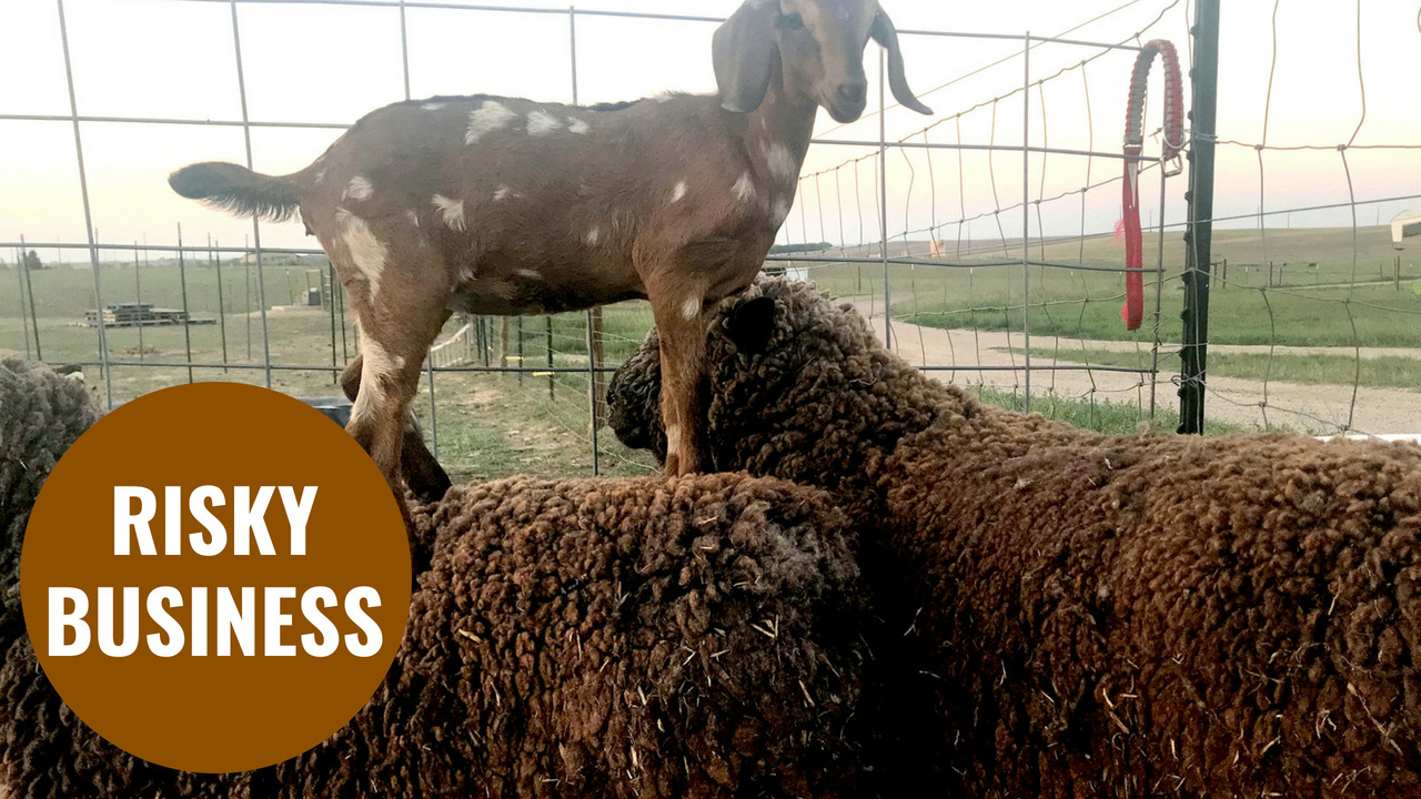 Daring baby goat spends her days ‘sheep-hopping’ on family farm