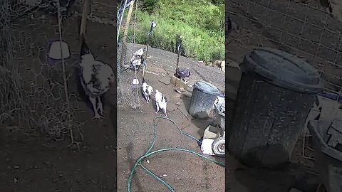 Cockerels sorting out pecking order