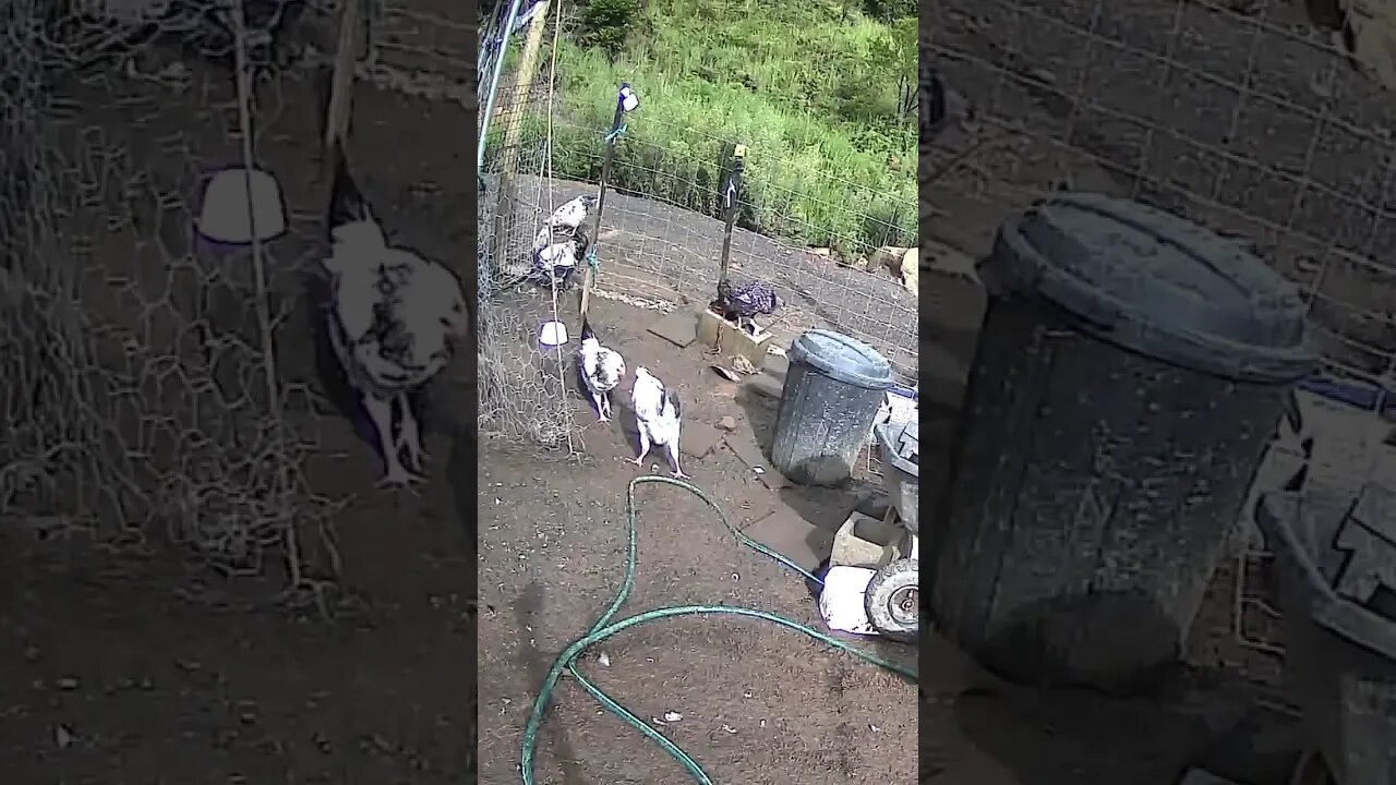 Cockerels sorting out pecking order
