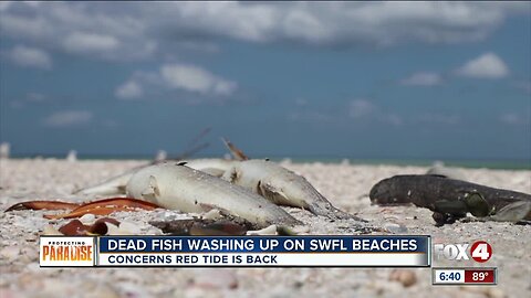 Dead fish washing up on Collier County beaches