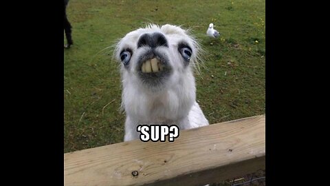 if you laugh you go to hell(animal edition)