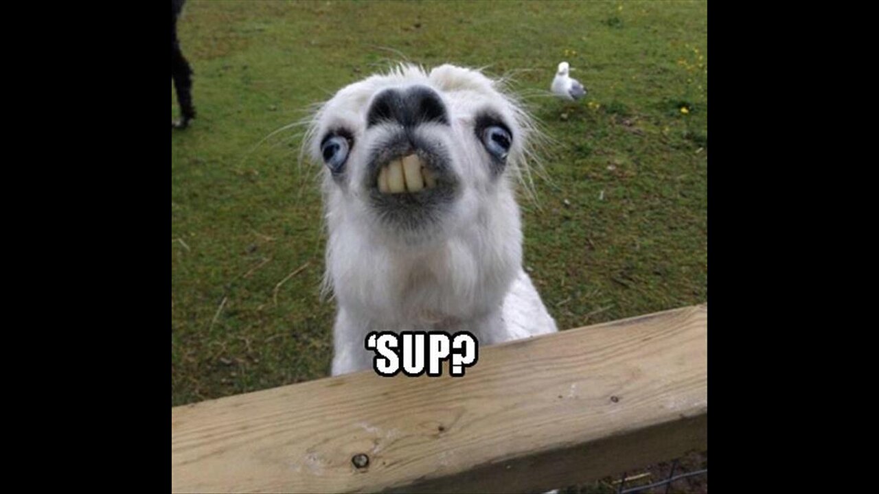 if you laugh you go to hell(animal edition)