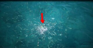 HUNGRY, VERY HUNGREY FISH!!! AMAZING FISH!!!!!!!!