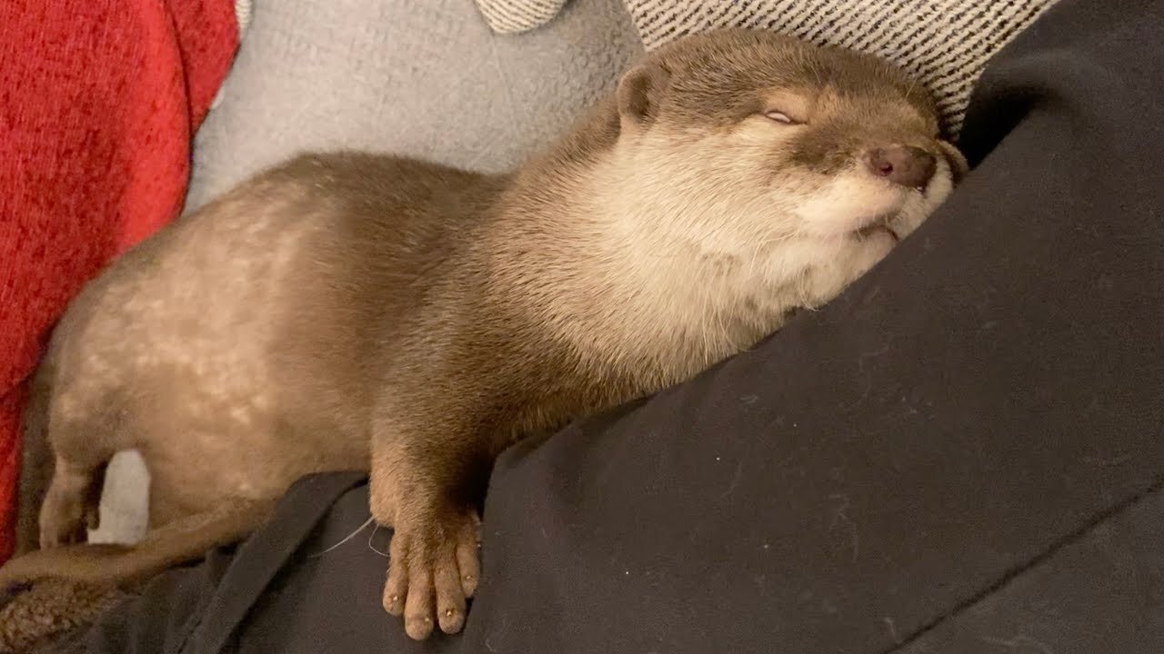 Otter who probably believes he's a human child or something.