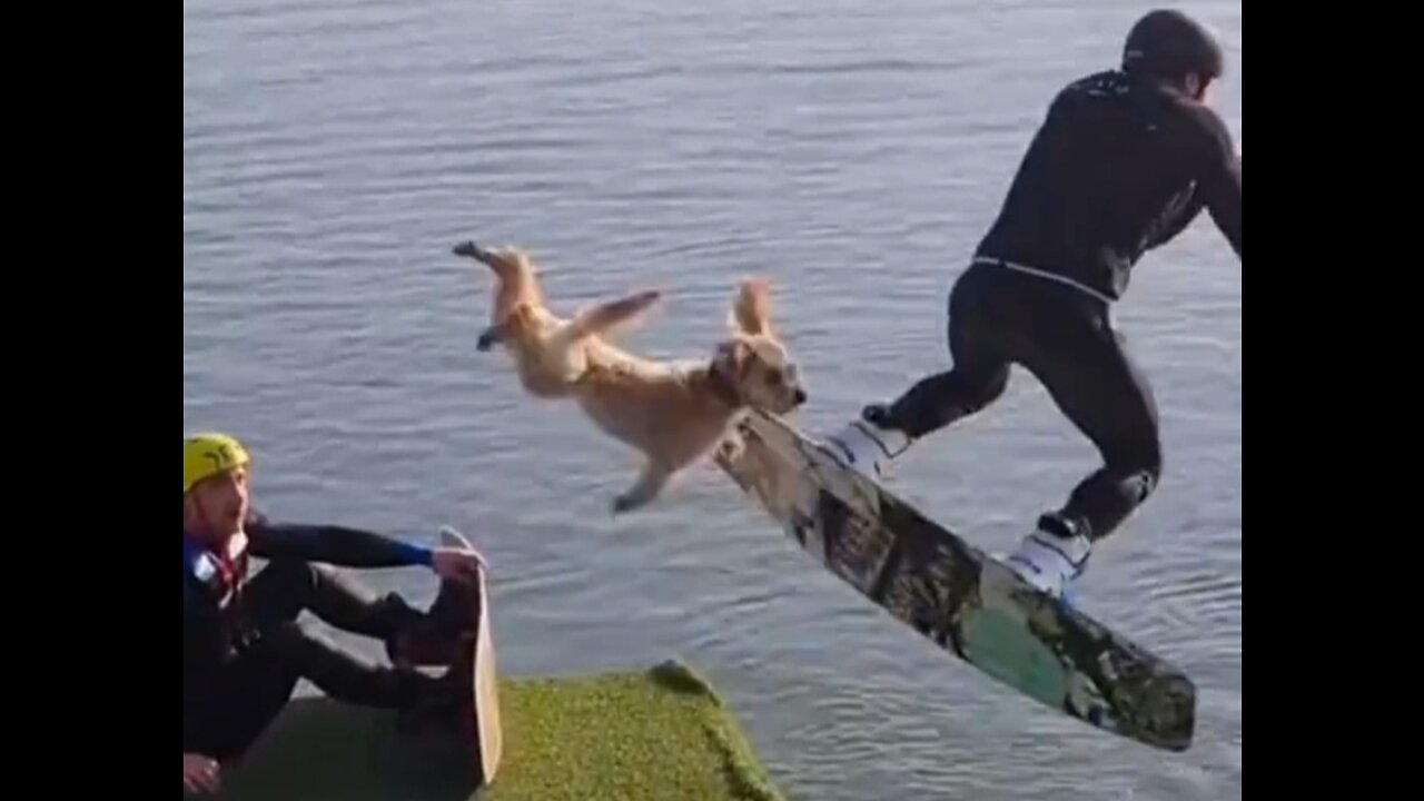 Funny animals fall.