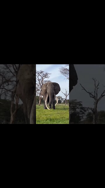 🐘hathi raja | hathi raja kahan chale🐘#trending #viral #viralsorts #shortfeed #tiktok #sorts #money