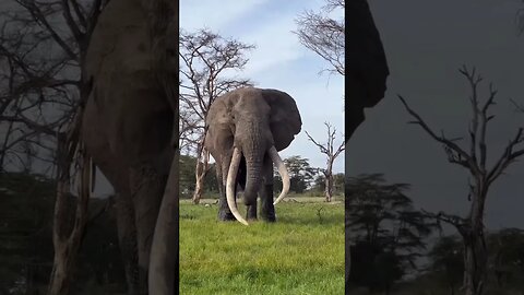 🐘hathi raja | hathi raja kahan chale🐘#trending #viral #viralsorts #shortfeed #tiktok #sorts #money
