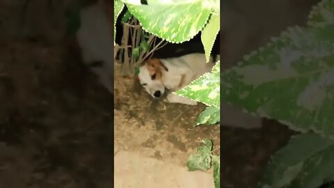 cute puppies cute | puppy videos | cute puppies shorts 32 | short vlogs 🐕#shorts #viral #shortvlog