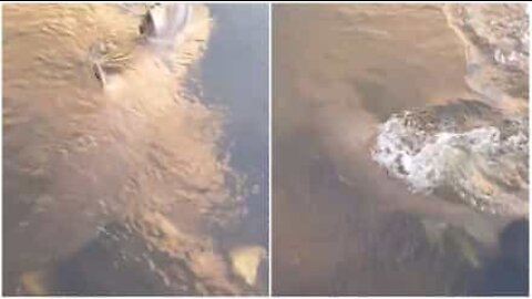Tubarão surpreende e aparece em rio na Austrália