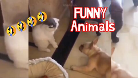 Make Laugh, Funnies Animals