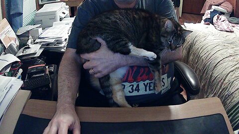Cat Stream - 2024/07/12