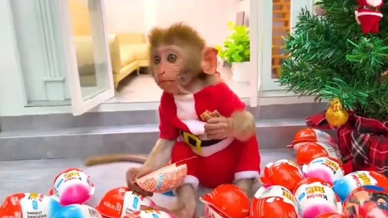 Monkey # Baby # Bon # Bon # on # a # winter # vacation # and fruit harvest in the garden with the pu