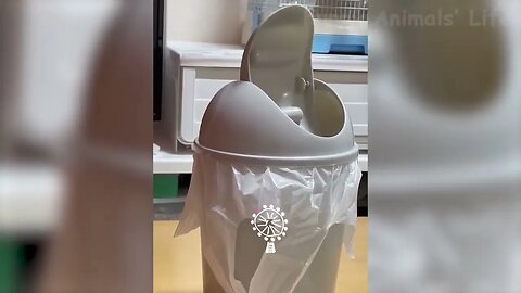 Best Funny Animal Videos 2022 😂 Funniest Dogs And Cats Videos 😻